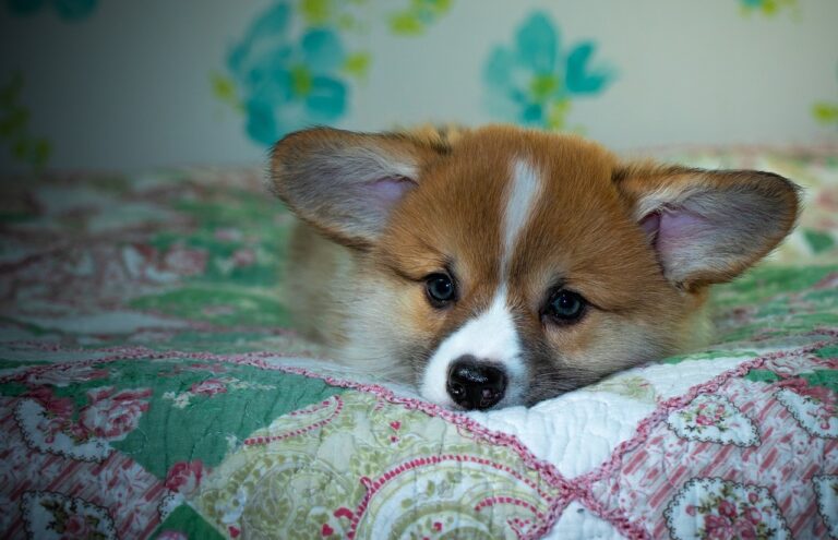 99exch Review: India’s Premier Digital Exchange Platform